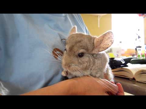 Daisy the Chinchilla Eating a Goji Berry