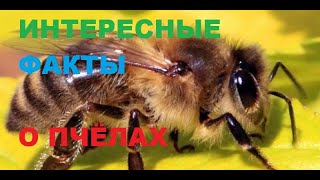 Пчёлы. Интересные факты о пчёлах. // Interesting facts about bees.