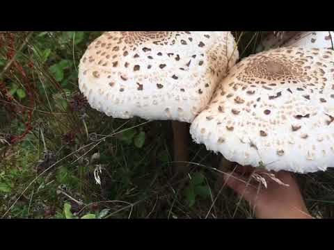 เห็ดร่ม Macrolepiota procera, Parasol mushroom, Stolt fjällskivling