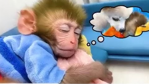 Monkey Baby Bon Bon harvest fruit in the garden and eat with puppy and duckling at the pool