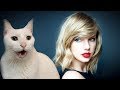 Cats Sing Blank Space | Taylor Swift - Cats Version