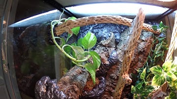 Gimli, the Cuban False Chameleon!