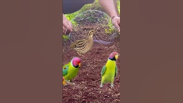 Best Bird Trap Techniques - Easy Bird Trap in the Forest ASMR