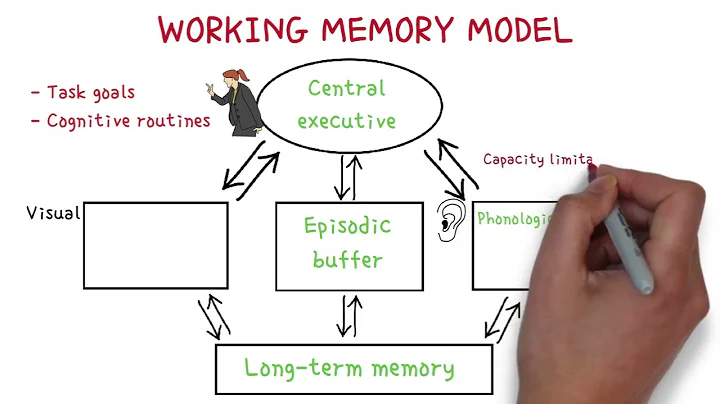 Working memory model/ short-term memory | MinsEducation |