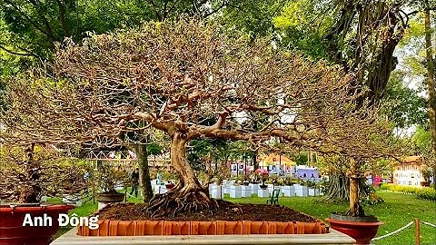 Những cây mai Hội hoa Xuân 2025