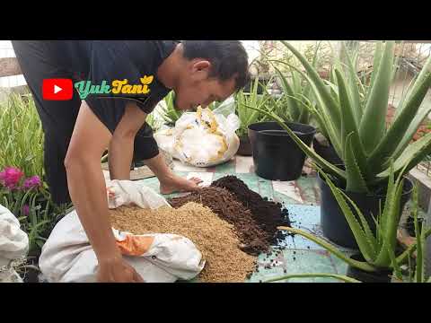 Video: Tanah Lidah Buaya: Tanah Apa Yang Cocok Untuk Menanam Lidah Buaya? Komposisi Tanah. Bagaimana Cara Transplantasi Di Rumah?