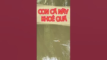 Câu Cá Rô Đồng - Con Cá Trê Này khoẻ Quá, Kéo Lên Sướng Tay #34 - Hoàng Trúc fishing #shorts