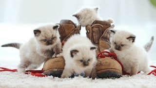 So Cute Ragdoll Kittens Playing 😍 by Daily Pets Life 305 views 11 months ago 46 seconds