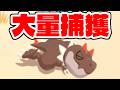 チゴラス大量捕獲しました。【ポケモンスリープ】