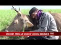 Mehmet Amca ve Sarıkız Yardım Bekliyor