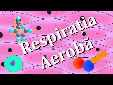 Respirația Aerobă