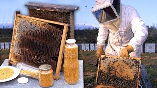 Pollen and honey. Care of bees and hives to make these natural sweets