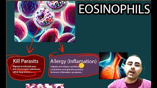 Eosinophils -  Elevated eosinophils, Low Eosinophils