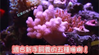 紅茶海水小學堂適合新手飼養的五種珊瑚讓你初入海水世界迅速累積經驗值紅茶的海水魚世界