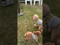 先輩犬のお尻を闘牛のごとく狙いまくるトイプードル #dog #toypoodle