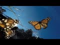 Amazing Monarch Butterflies in Mexico