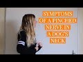 Symptoms of a Pinched Nerve in a Dog's Neck