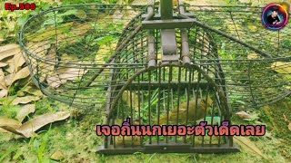 Stripe-throated Bulbul calls Ep. 506: Bringing the bird to work deep in the mountains, so many bi... screenshot 5