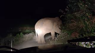 An unexpected guest in the night drive