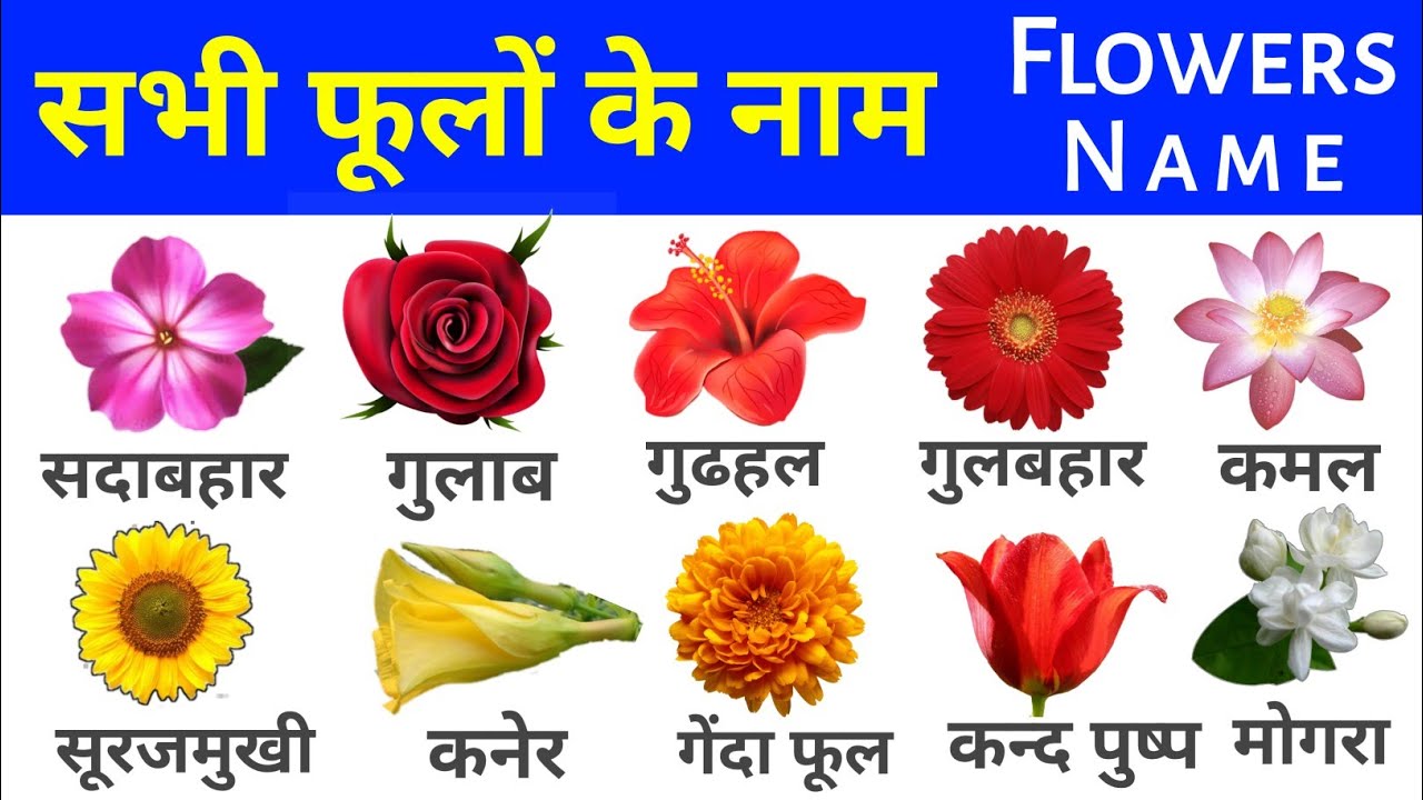 All Flowers Name Hindi & English |फूलों के नाम, Flowers ...