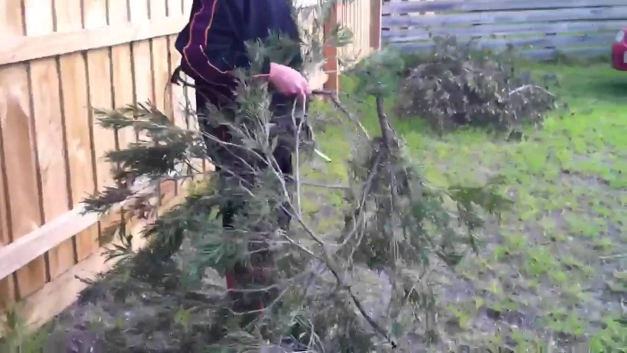 Butta Hates Trees - YouTube