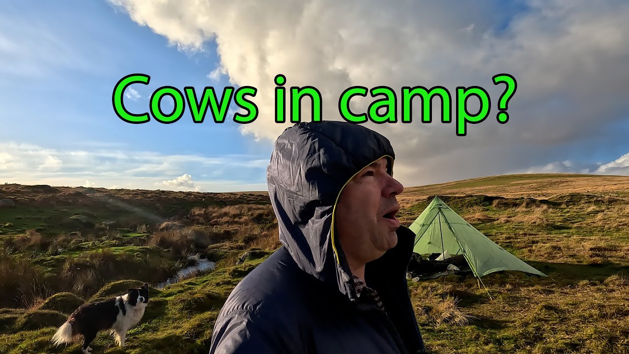 Are Cows Dangerous What To Do If Cows Get Close To Camp Or Me Wild Camping Backpacking YouTube