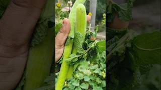 Delicious Raita at home 🏠 trending #sorts #viralvideo #food #trending #funny #foodcraze