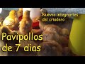 PAVIPOLLO DE 7 DIAS pollitos criollos  *aves de corral