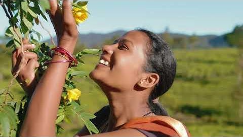 Sustainable Tea | Sustainability Initiatives explained inside Ahmad Tea