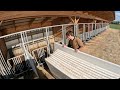 Day in the life of a family dairy farm