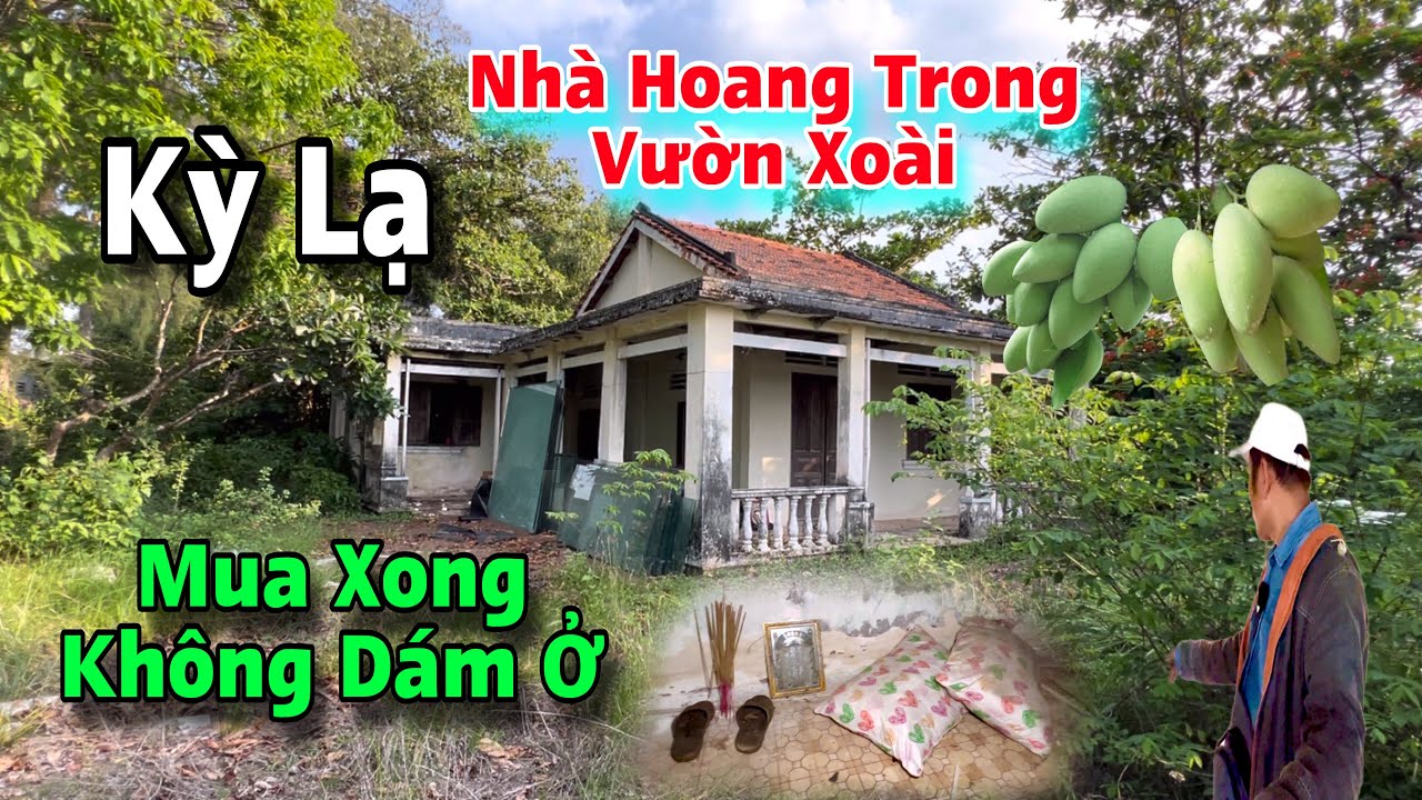 Ngôi nhà bỏ hoang trong vườn xoài chủ mua xong không dám ở