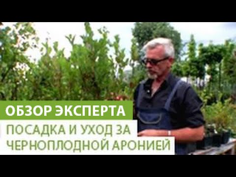 Видео: Выращивание аронии - Где сажать аронию