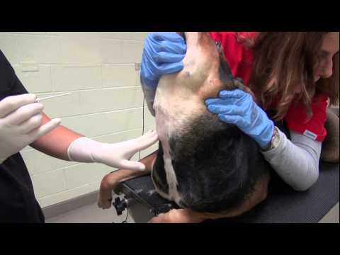 Video: Kev Tshawb Pom Ntawm Canine Pulmonary Tawg