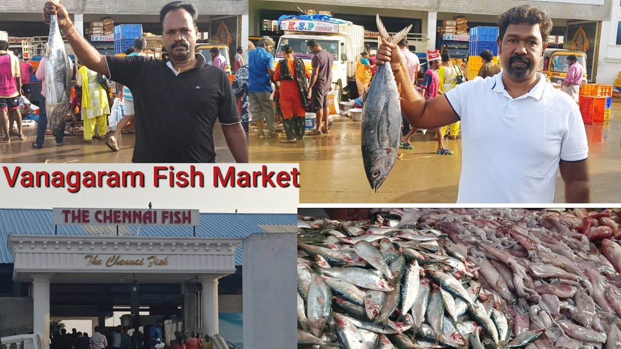 Vanagaram Fish Market Visit YouTube vanagaram-fish-market-visit-youtube