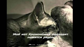 Один мой друг подбирает бездомных кошек.mpg Один мой друг подбирает бездомных кошек.mpg