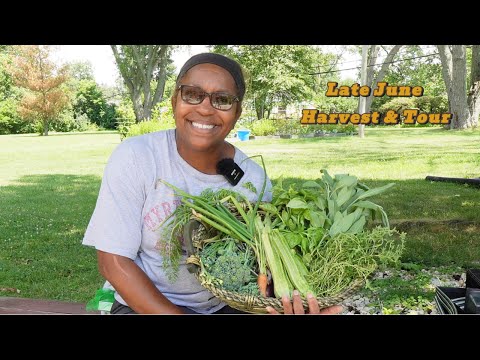 Late June harvest & Quick Garden Tour