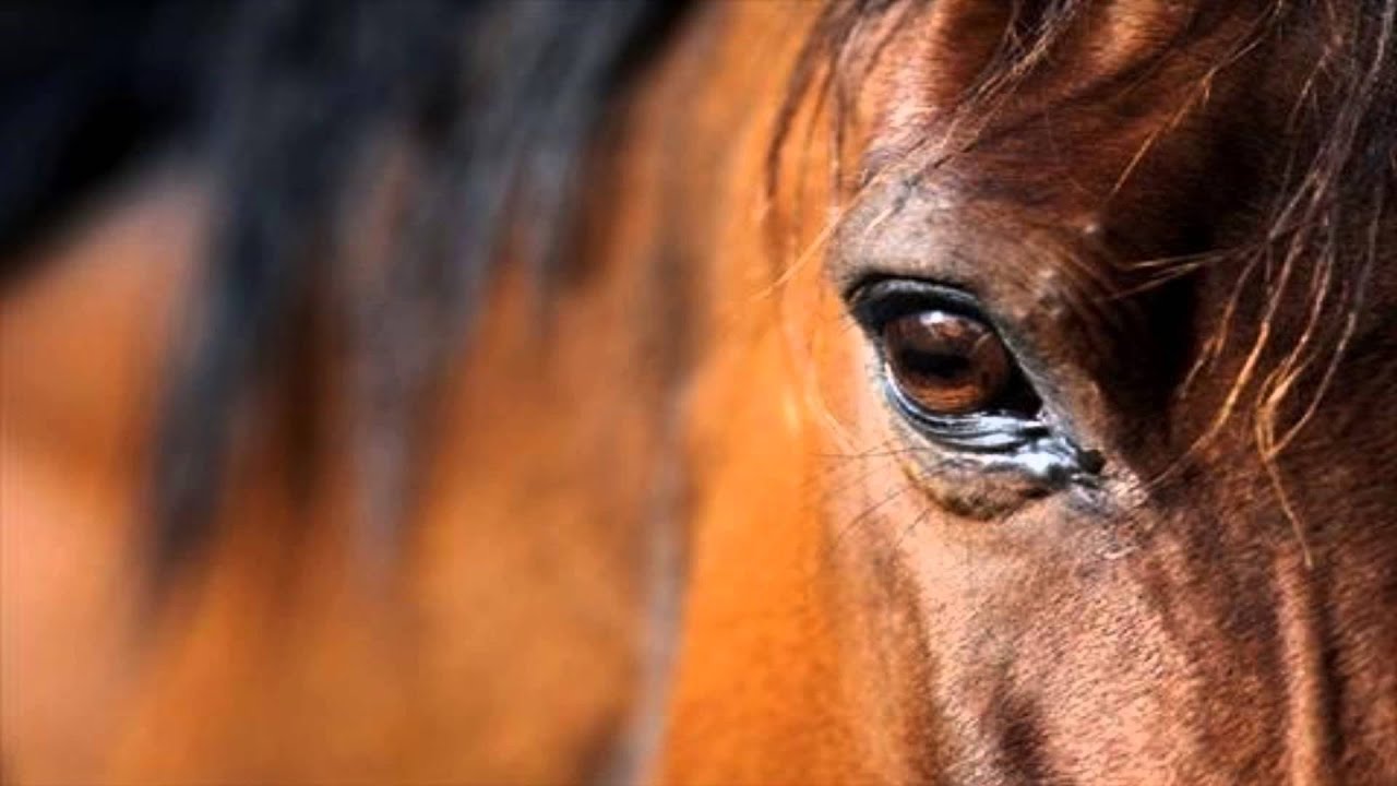 caballo follando a mujer