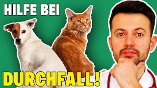 Durchfall bei Hund und Katze - WAS TUN? (inkl. Ernährungsplan)