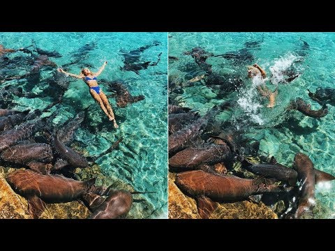 Video VIDEO: Instagram model bitten by a shark in the... - youtube