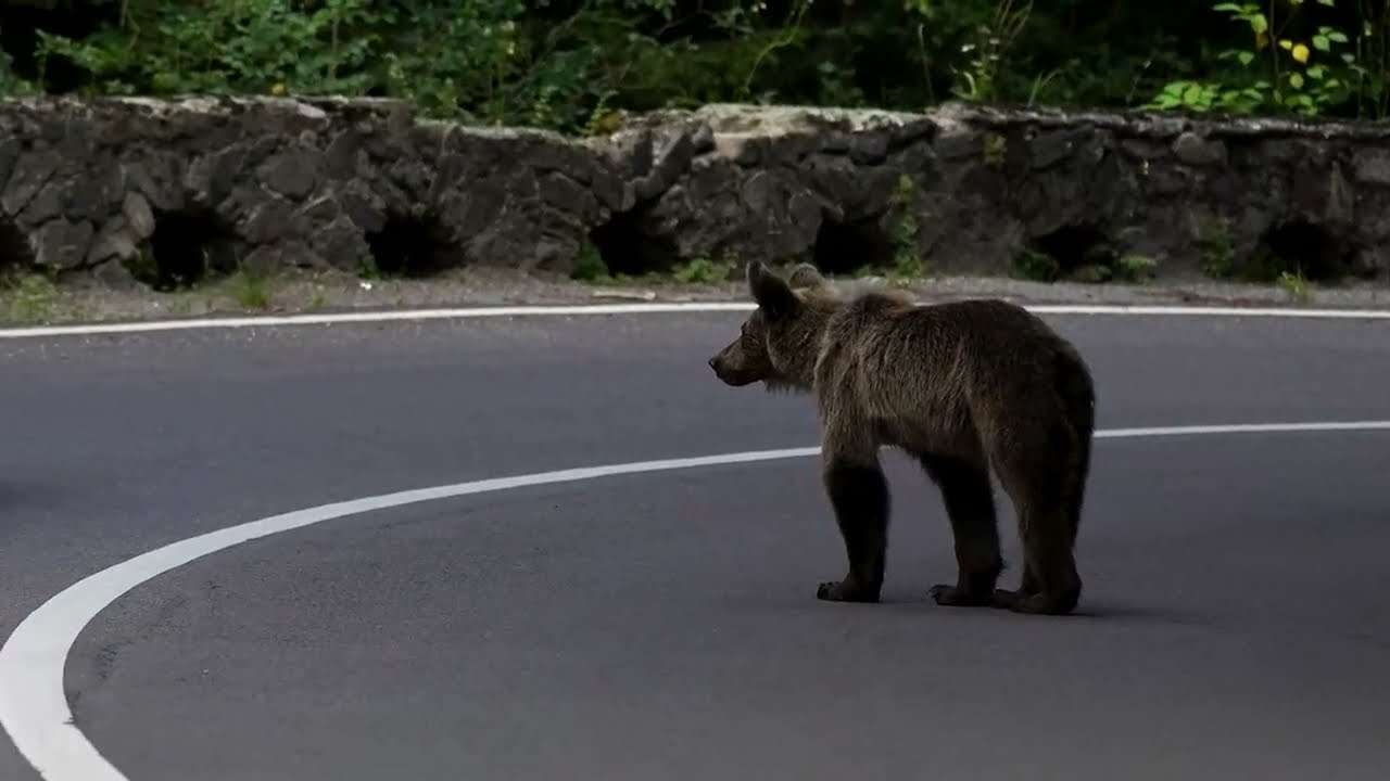 Romania expands bear cull, critics say enforcement gaps persist