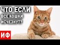 ЧТО ЕСЛИ все кошки исчезнут? #ИФ