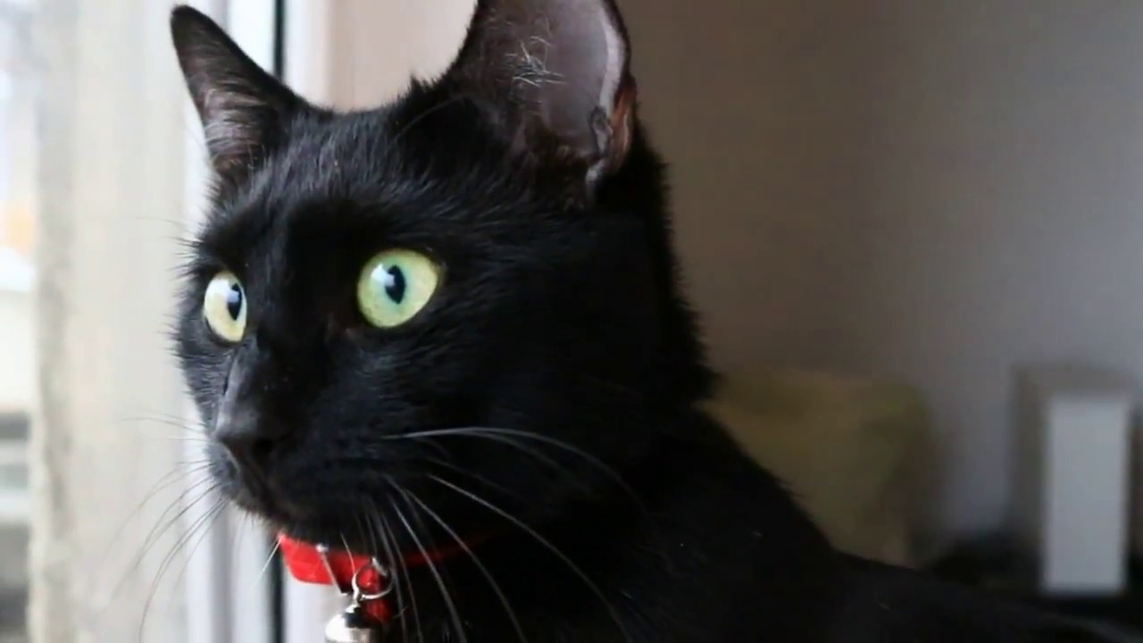 My Cat Makes Weird Clicking Noises YouTube