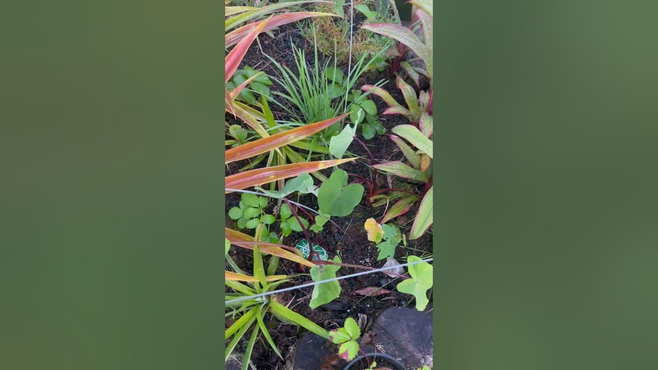 Organic gardens on the Big Island of Hawai’i. Tropical vibes in the little town of Pahoa hawaii
