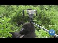Rwanda S New Gorillagram To Promote Citizen Participation In Gorilla Conservation VOANews