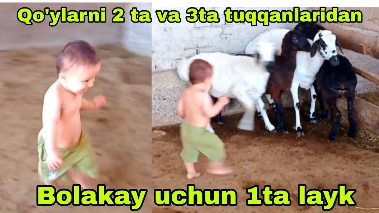 2 talik va 3 ta bolalilardan zo'rlaridan keldi 11 августа 2024 г. - YouTube