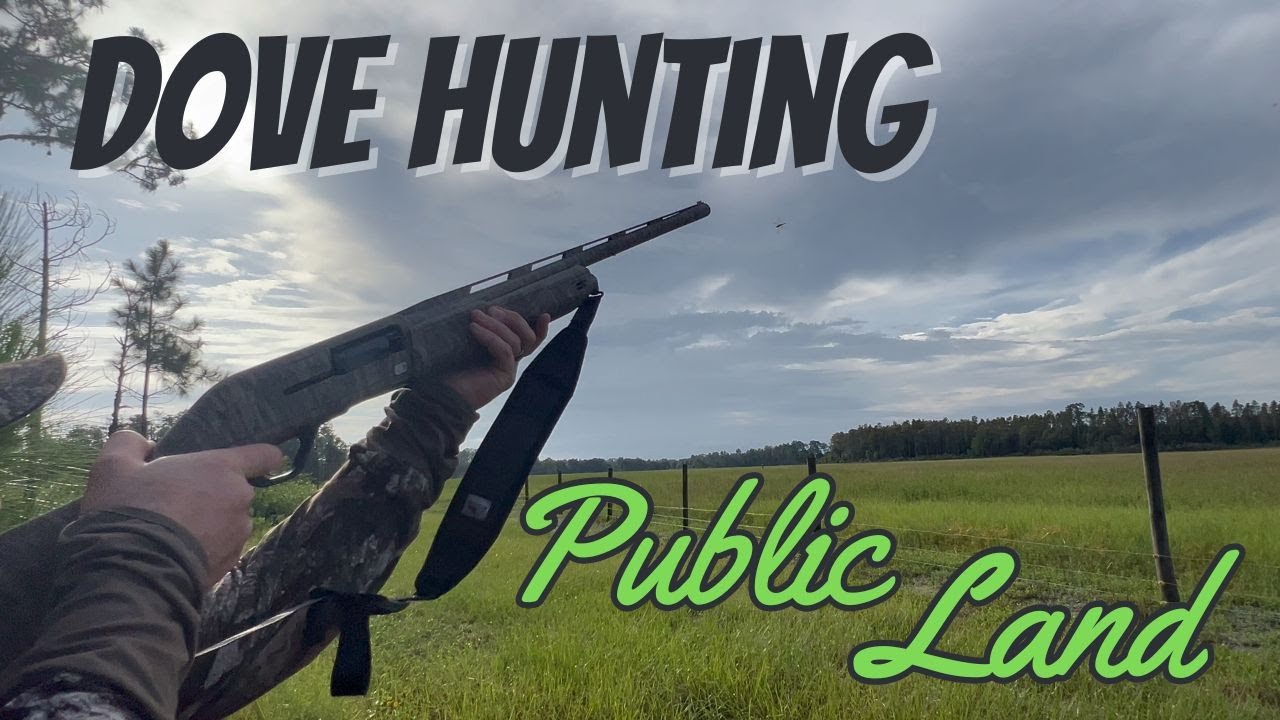 Dove Hunting Florida Public Land