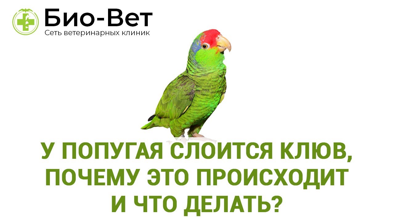 У ПОПУГАЯ СЛОИТСЯ КЛЮВ - Почему Это Происходит и Что Делать?