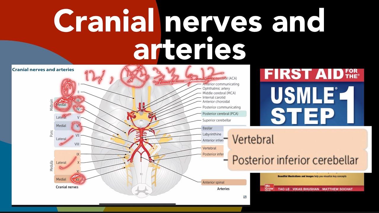 Cranial nerves and arteries, & their relations in Hindi/Urdu by first ...