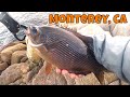 Huge striped surfperches d bait testing rock fishing monterey ca