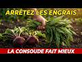 ARROSEZ AVEC ÇA EN JUILLET! Vos betteraves doublent sans engrais — la nature a tout prévu.